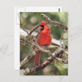 Foto für männliche Kardinäle Postkarte (Vorne/Hinten)