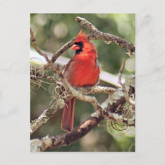 Foto für männliche Kardinäle Postkarte (Vorderseite)