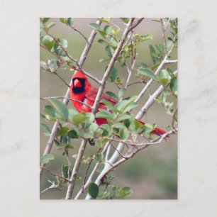 Foto für männliche Kardinäle Postkarte