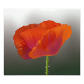 Foto für Mohnblumen (Rote Mohnblume) (Vorne)