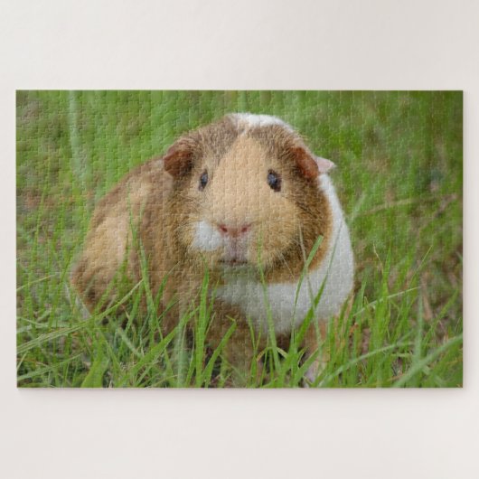 Foto für niedliche Guinea Puzzle (Horizontal)