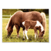 Foto für Pferde und Pony (Vorne)