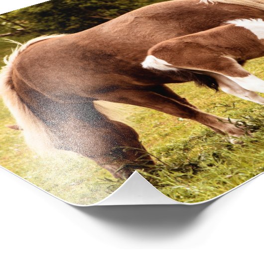 Foto für Pferde und Pony (Ecke)