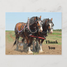 Foto für Pferdezucht Clydesdale Vielen Dank