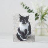 Foto für Schwarze und Weiße Katzen Postkarte (Stehend Vorderseite)