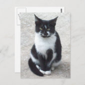Foto für Schwarze und Weiße Katzen Postkarte (Vorne/Hinten)