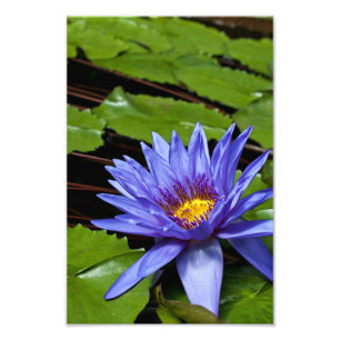 Foto für tropische Wasserlilien