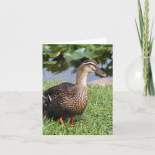Foto für weibliche Stockente Faltkarte