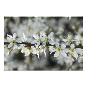 Foto für Weißblüten Foto