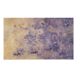 Foto für Weltraumbienen drucken