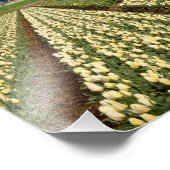 Foto für Windmühle und Tulpen (Ecke)