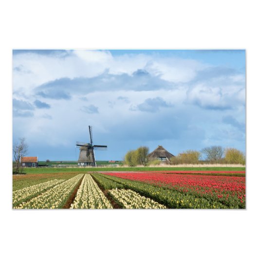 Foto für Windmühle und Tulpen (Vorne)