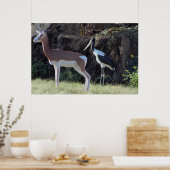 Foto Gazelle und Stork Poster (Küche)