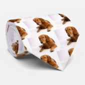 Foto Golden Retriever Krawatte (Gerollt)