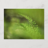 Foto "Grüne Natur" Postkarte (Vorderseite)