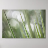 Foto "Grüne Pflanze" Poster (Vorne)