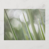 Foto "Grüne Pflanze" Postkarte (Vorderseite)