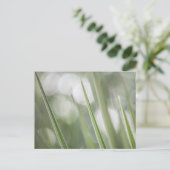 Foto "Grüne Pflanze" Postkarte (Stehend Vorderseite)