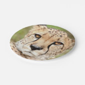Foto Guepard, Katze Pappteller (Schrägansicht)