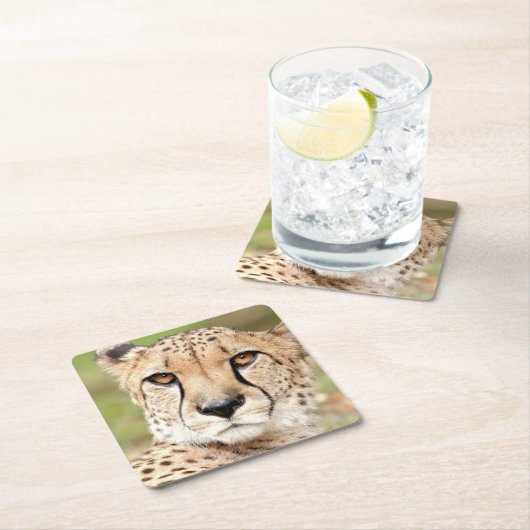 Foto Guepard , Katze , Tiere . Rechteckiger Pappuntersetzer (Vor Ort)