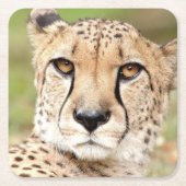 Foto Guepard , Katze , Tiere . Rechteckiger Pappuntersetzer (Vorderseite)