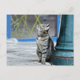 Foto , Haustier , Tiere , Postkarte