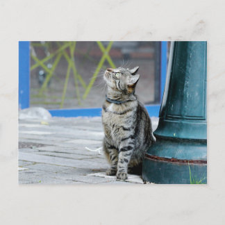 Foto , Haustier , Tiere , Postkarte