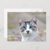 Foto , Haustier , Tiere , Postkarte (Vorne/Hinten)