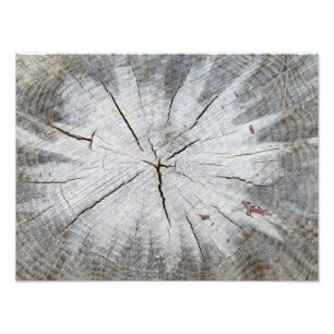Foto Holzkörner, graue Pine Tree Art 1