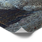 Foto "Hühnerschwarz" Poster (Ecke)