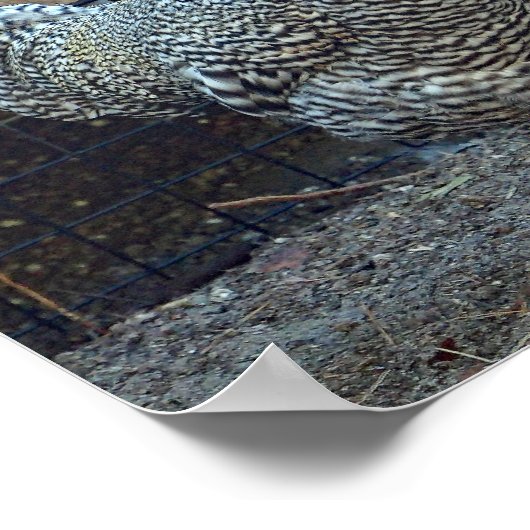 Foto "Hühnerschwarz" Poster (Ecke)