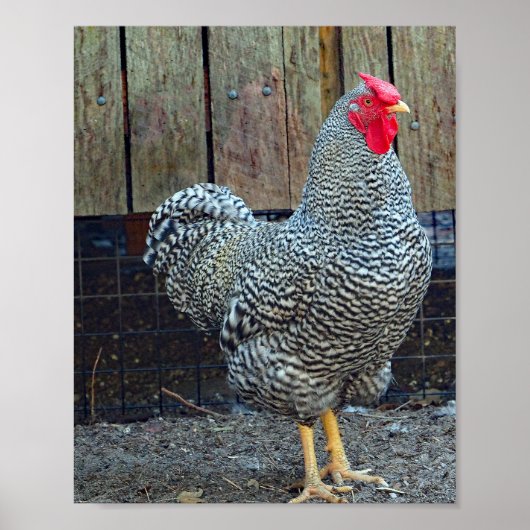Foto "Hühnerschwarz" Poster (Vorne)
