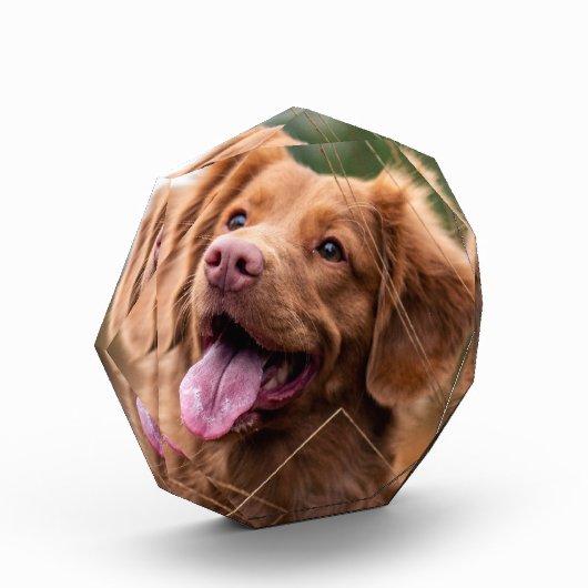 Foto-Hundeschema-Foto-Block Fotoblock (Links)