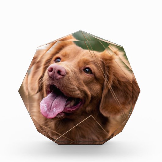 Foto-Hundeschema-Foto-Block Fotoblock (Vorderseite)