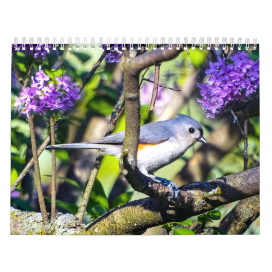 Foto-Kalender für wild lebende Vogelarten Kalender (Titelbild)