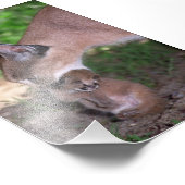 Foto - karacal (Ecke)