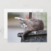 Foto Katze , Haustier , Tiere . Postkarte (Vorne/Hinten)