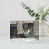 Foto Katze , Haustier , Tiere . Postkarte (Stehend Vorderseite)