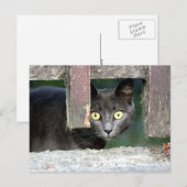 Foto Katze , Haustier , Tiere . Postkarte (Vorne/Hinten)