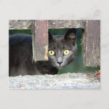 Foto Katze , Haustier , Tiere . Postkarte