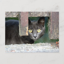 Foto Katze , Haustier , Tiere . Postkarte