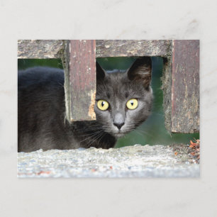 Foto Katze , Haustier , Tiere . Postkarte
