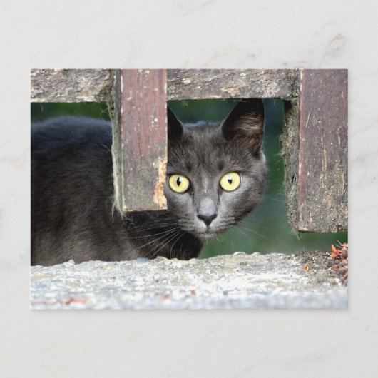 Foto Katze , Haustier , Tiere . Postkarte (Vorderseite)