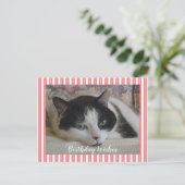 Foto Katze Postkarte (Stehend Vorderseite)