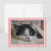 Foto Katze Postkarte (Vorne/Hinten)