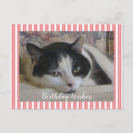 Foto Katze Postkarte (Vorderseite)