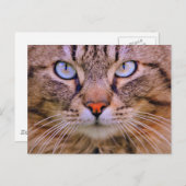 Foto-Katze Postkarte (Vorne/Hinten)
