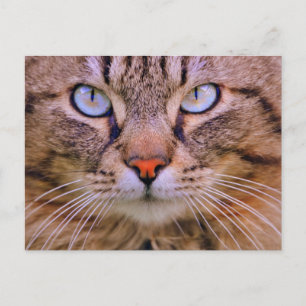 Foto-Katze Postkarte