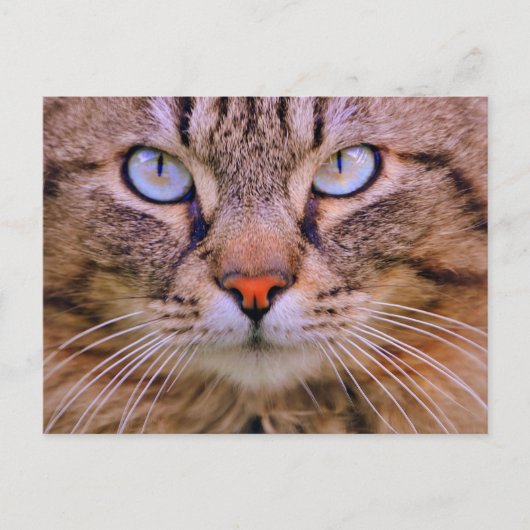 Foto-Katze Postkarte (Vorderseite)