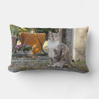 Foto Katze , Tiere . Kissen werfen